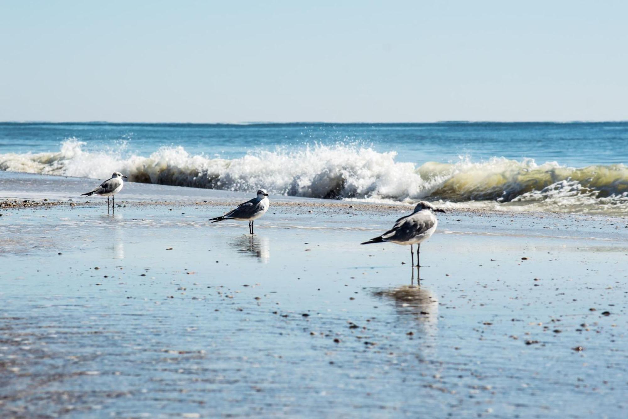 Beautiful Views And Just Steps To The Beach - #38 Sleeps 7 Gulf Shores Exterior foto