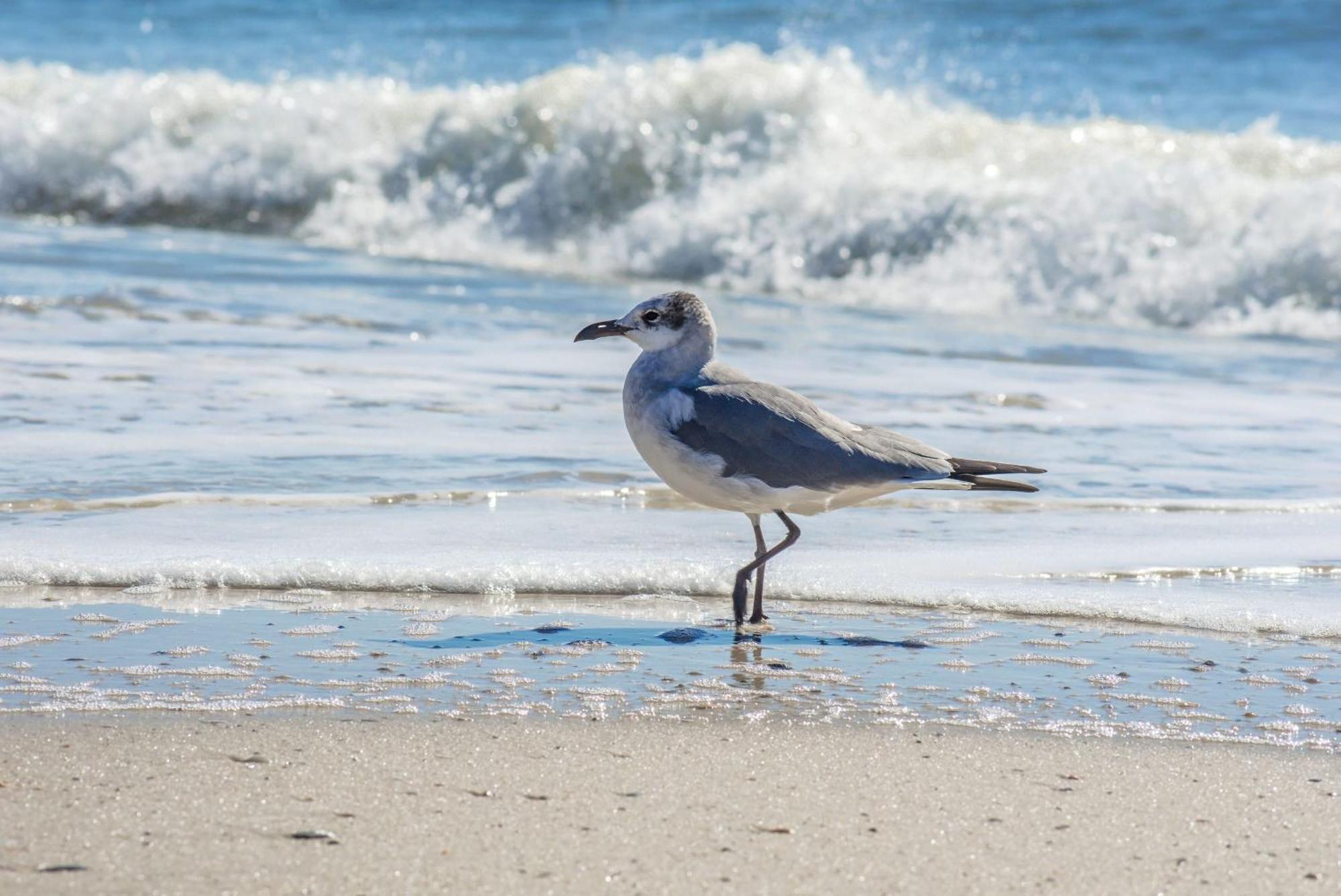 Beautiful Views And Just Steps To The Beach - #38 Sleeps 7 Gulf Shores Exterior foto